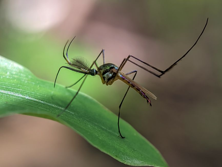Macro photograph of a mosquito perched on a green leaf, showcasing its intricate details and natural habitat.